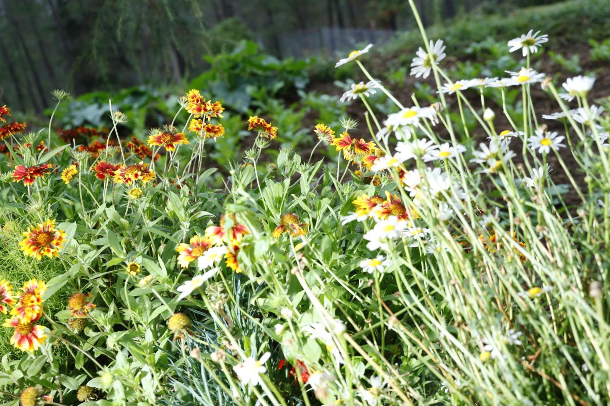 The Roots Homestay Almora Dış mekan fotoğraf
